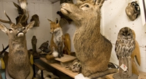 Taxidermiste